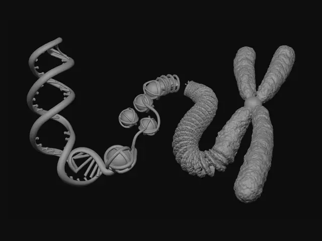 3D model for Genetic Trio: DNA, Purple Spiral, and X Chromosome