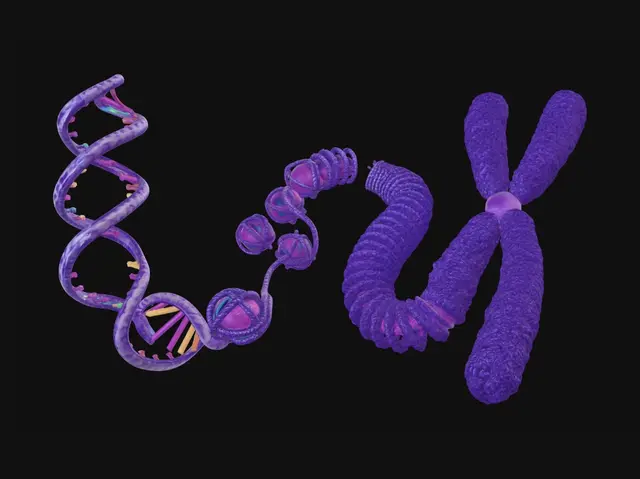 3D model for Genetic Trio: DNA, Purple Spiral, and X Chromosome