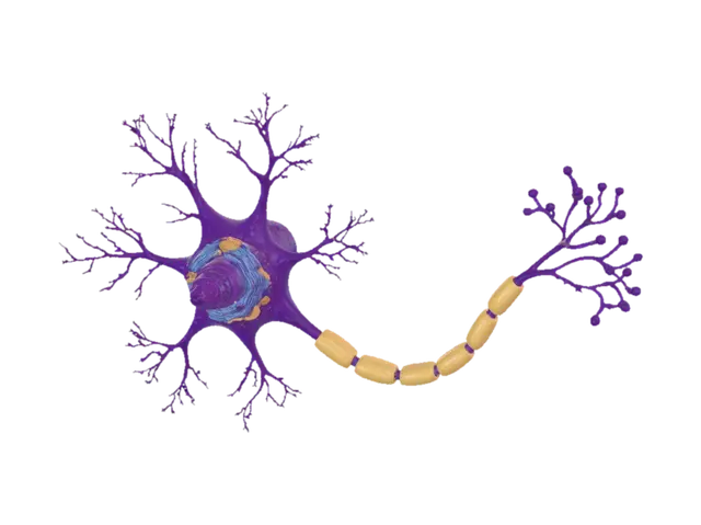 3D model for Purple Neuron with Myelinated Axon
