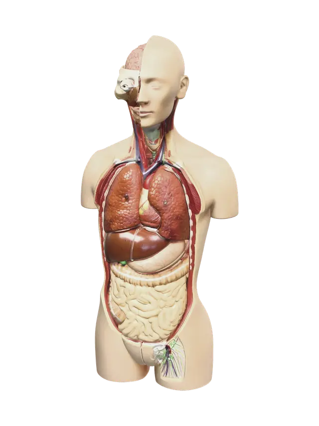 3D-модель Realistic Torso Muscles - Pectorals, сгенерированная ИИ