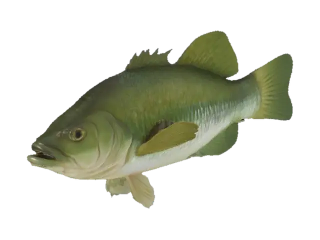 Largemouth Bass Illustration 3D model, vytvořený pomocí AI