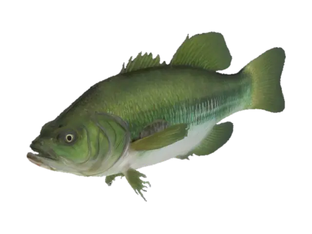 Largemouth Bass Illustration 3D model, vytvořený pomocí AI