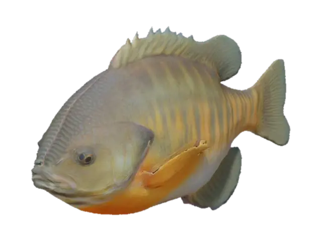 Bluegill Fish - Fishing 3D model, vytvořený pomocí AI