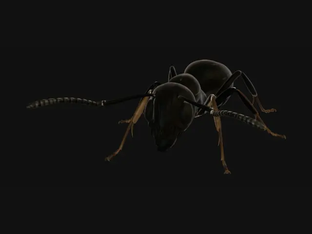 3D model for Midnight Carpenter Ant