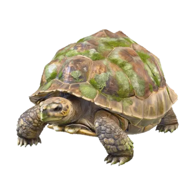 3D model for photo realistic Stoneback Tortoise – A rugged, moss-covered reptile with shell plates that shift like living rock, absorbing minor blows and releasing stored sunlight as a healing glow.