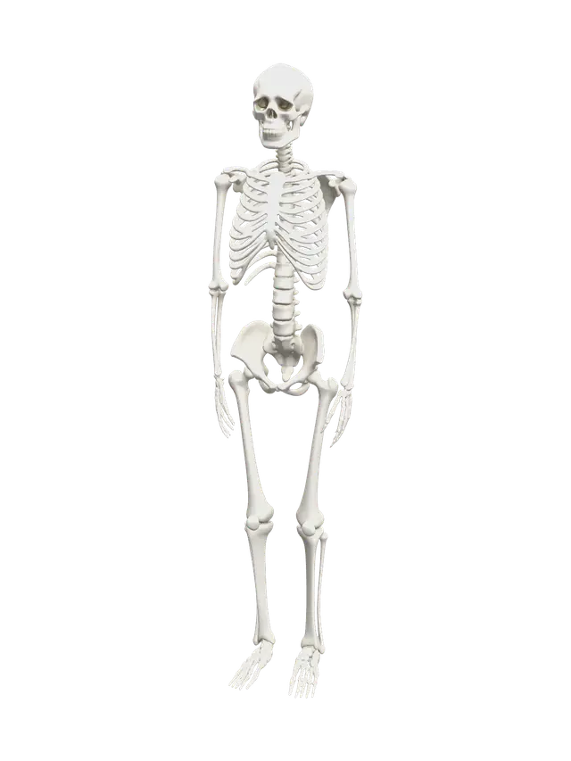 Labeled Skeleton - Xray 3D model, vytvořený pomocí AI