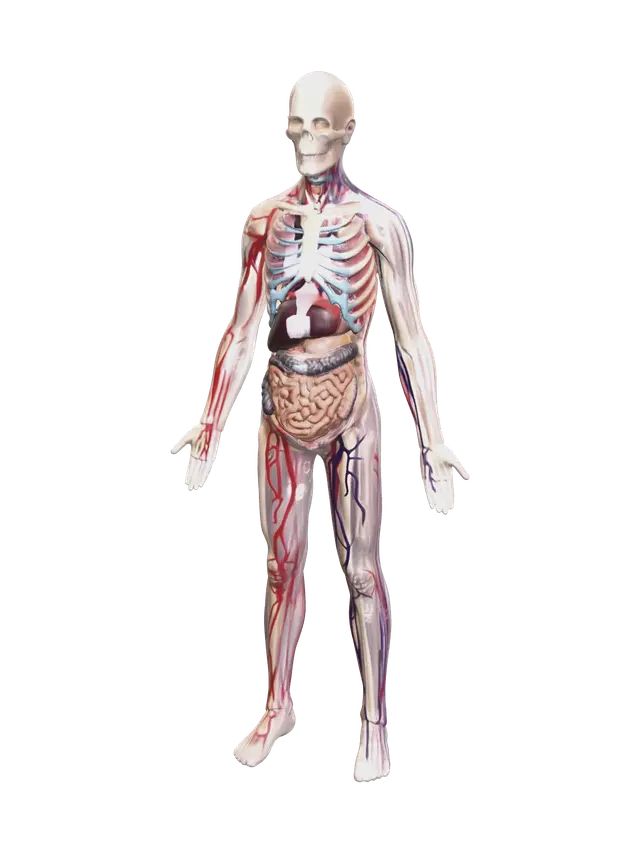 Realistic Labeled Skeleton - Xray 3D model, vytvořený pomocí AI