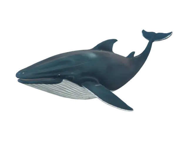 3D model for whale