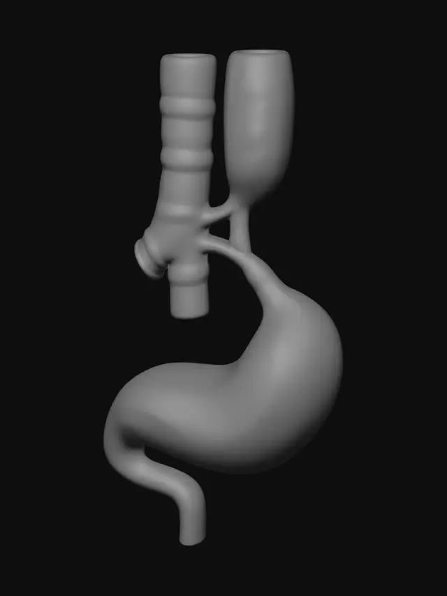 3D model for Stomach and Esophagus Illustration