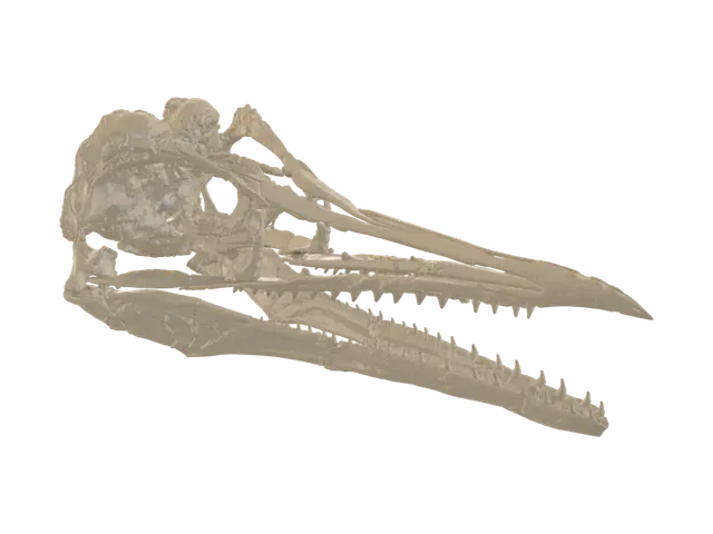 Ichthyornis dispar Skull - Fossil 3D model, vytvořený pomocí AI
