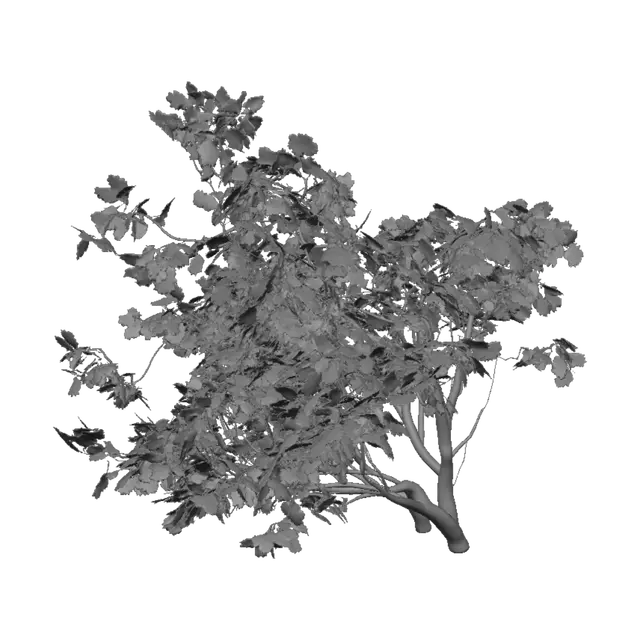 3D model for Windblown Oak