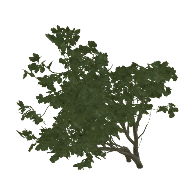 3D model for Windblown Oak