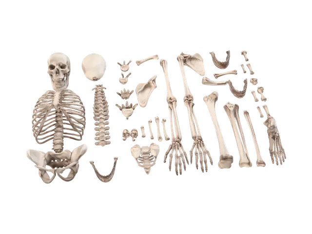 3D model for Disassembled Skeleton Display