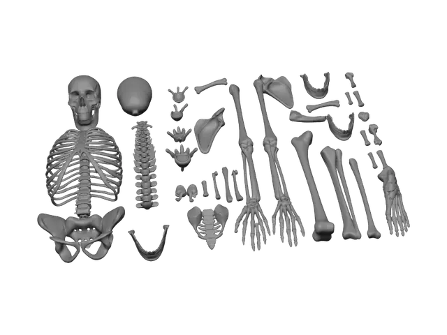 3D model for Disassembled Skeleton Display
