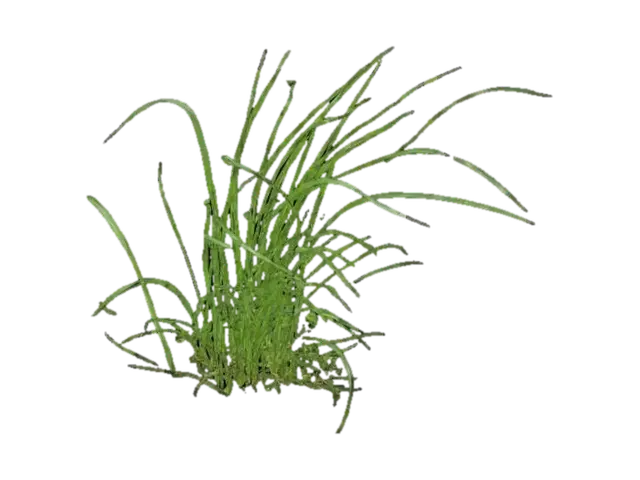 Grass - Outdoors model 3D, wygenerowany przez AI