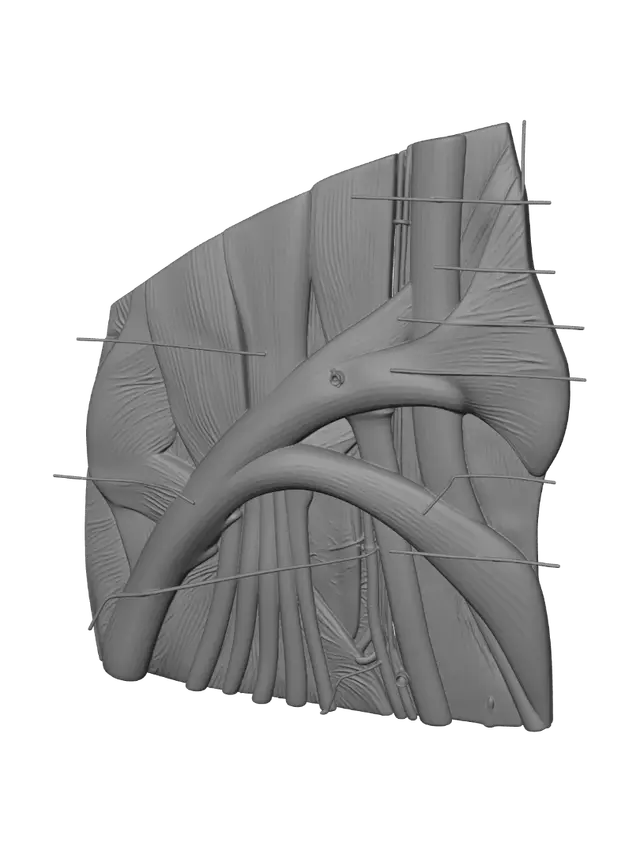 3D model for Anterior Tibial Artery and Dorsalis Pedis Artery