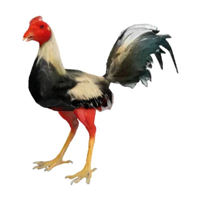 Proud Rooster 3D model, vytvořený pomocí AI