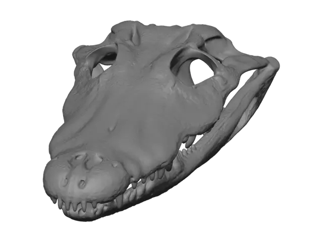 3D model for Crocodile Skull Fossil
