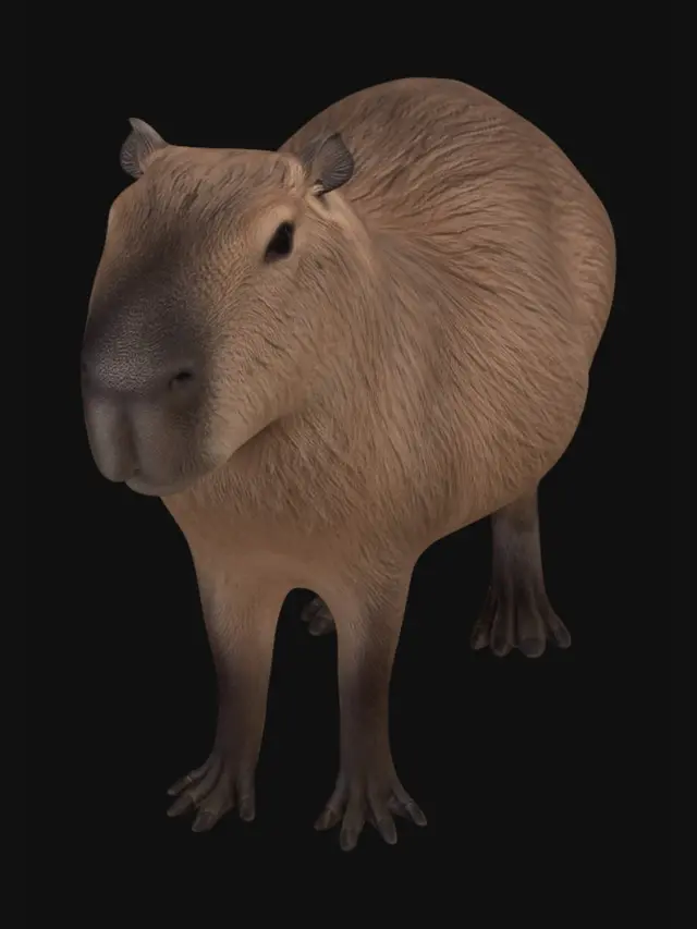 3D model for Curious Capybara