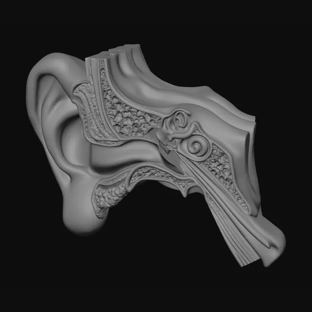 3D model for Cross-section of the human ear