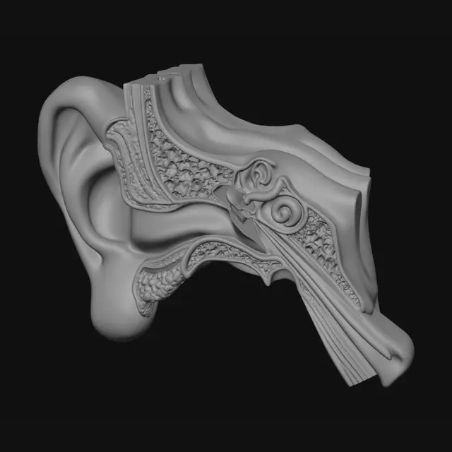 3D model for Cross-section of the human ear
