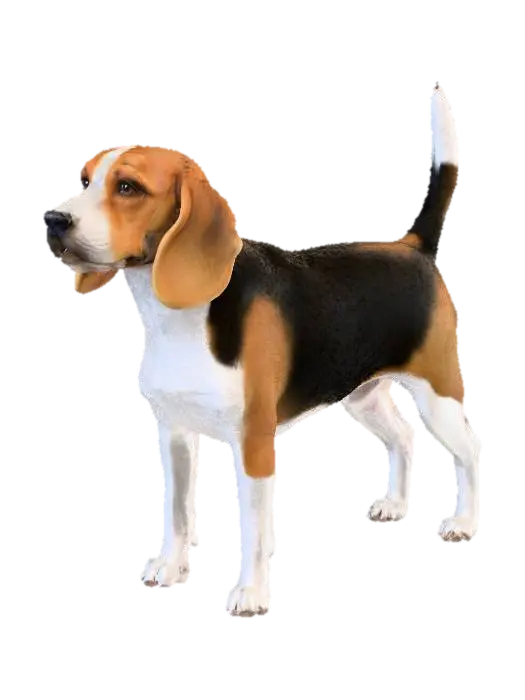 A realistic side-view studio photograph of a purebred Beagle dog standing on a plain… 3D model, AI generated
