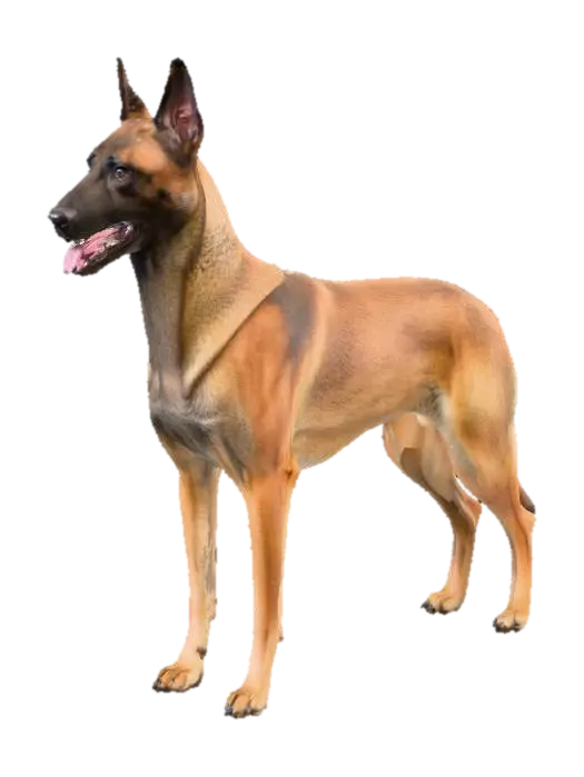 A realistic side-view studio photograph of a purebred Belgian Malinois standing on a… - Fawn 3D model, vytvořený pomocí AI