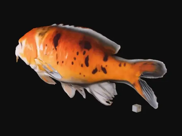 3D model for Cool red carpe