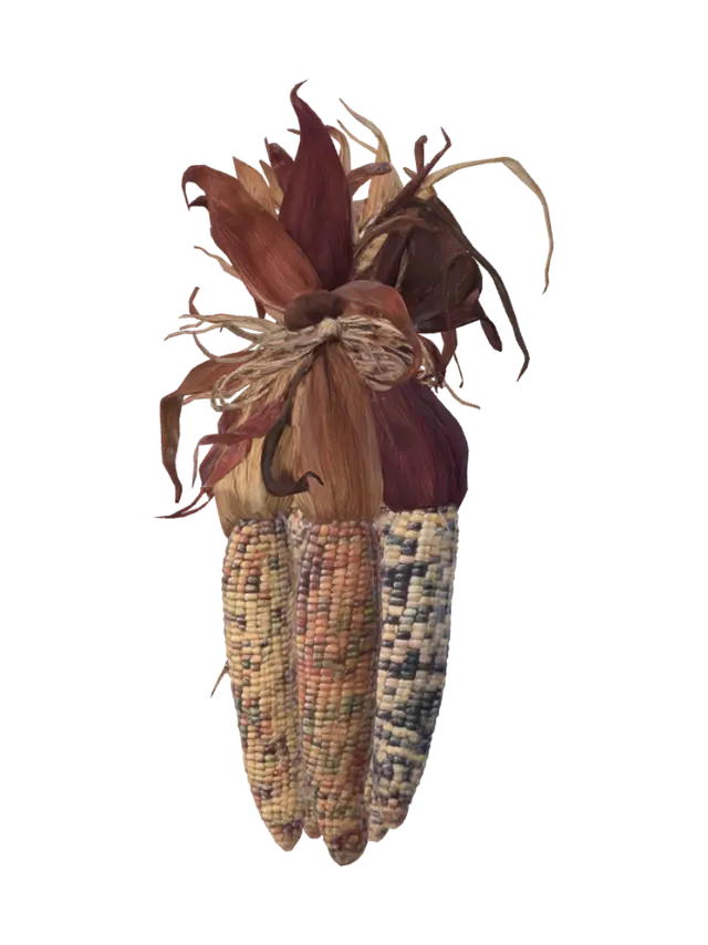 3D model for Three Dried Corn Ears