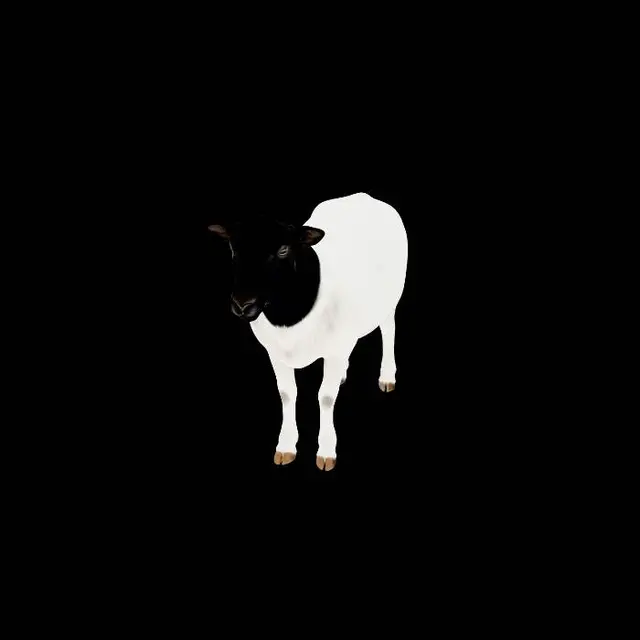 3D model for Black Faced Sheep