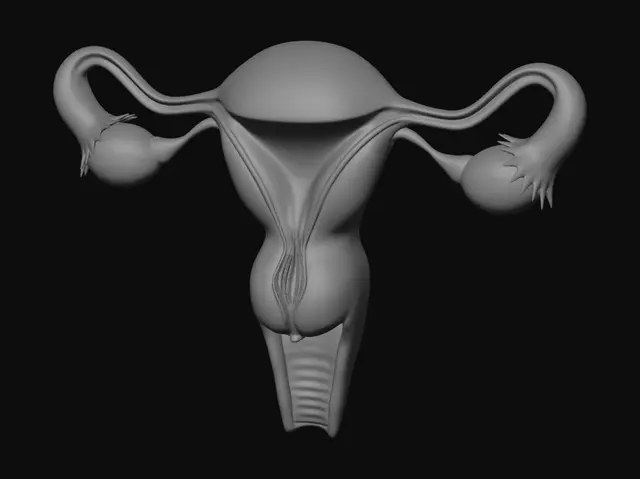 3D model for Uterus and Ovaries Diagram
