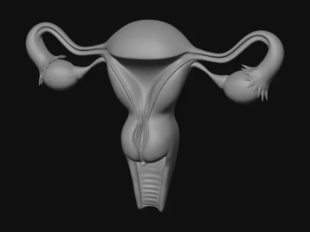 3D model for Uterus and Ovaries Diagram