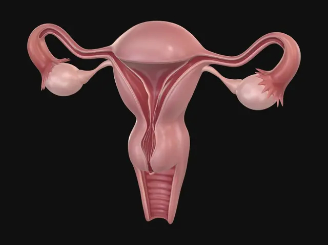 3D model for Uterus and Ovaries Diagram