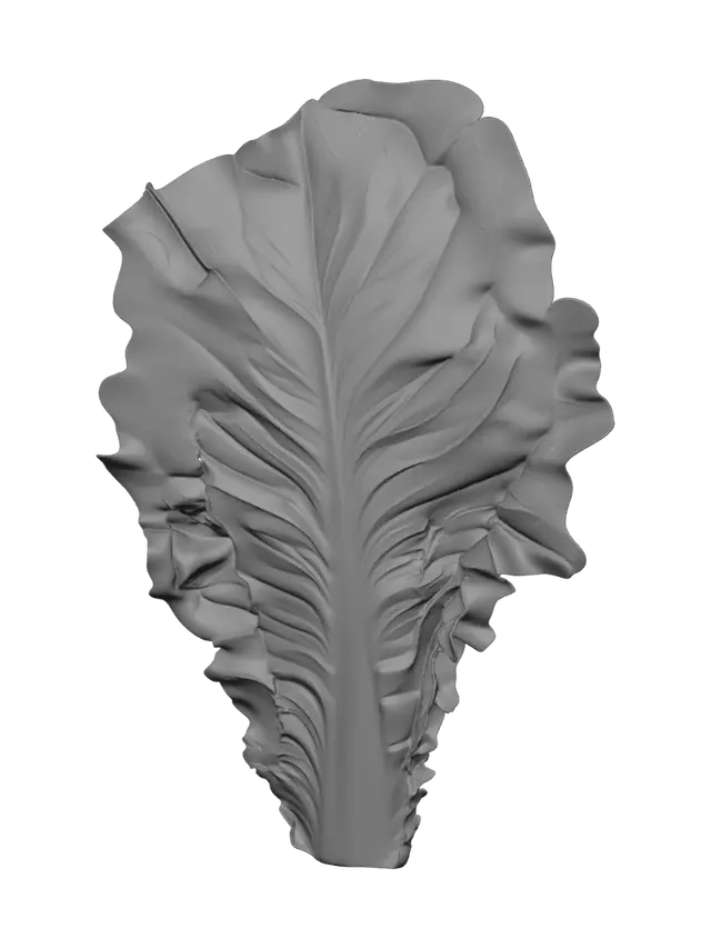 3D model for Romaine Lettuce