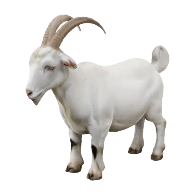 a white goat 3D model, vytvořený pomocí AI