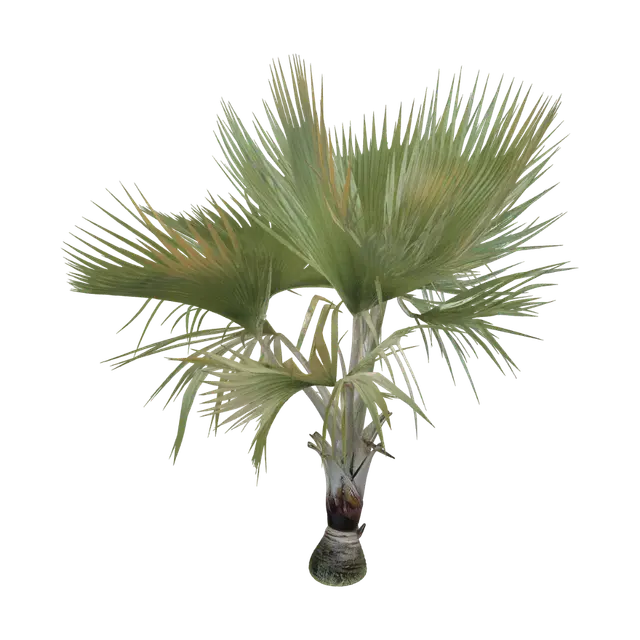 3D model for Fan Palm Tree