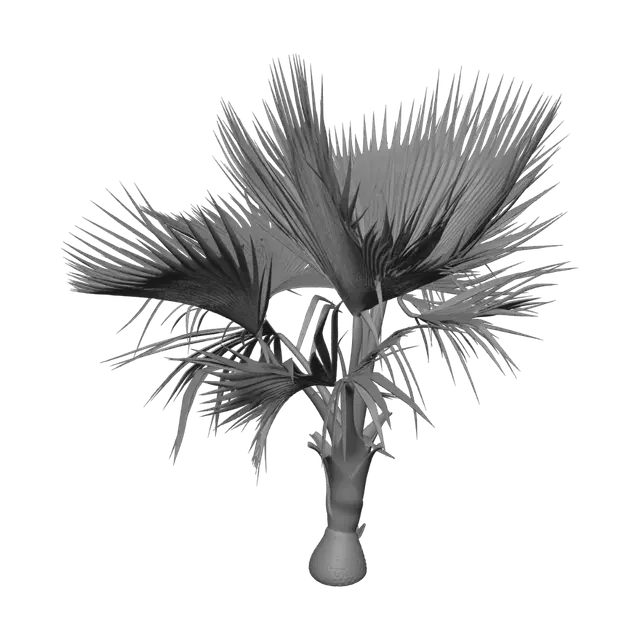 3D model for Fan Palm Tree