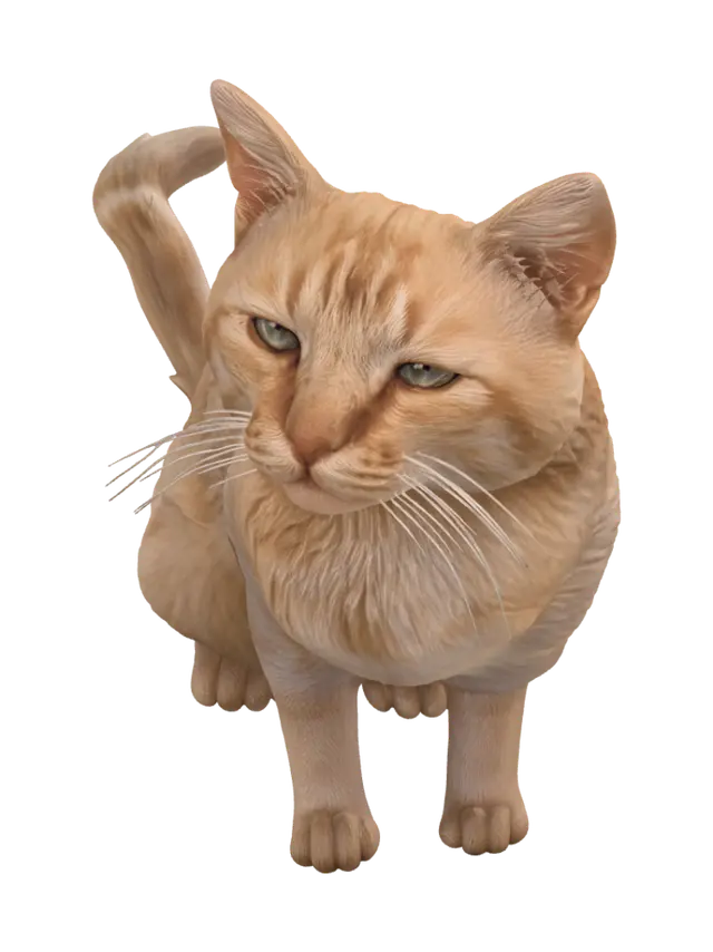 3D model for Amber Gaze