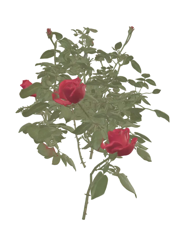 3D model for Sunlit Crimson Rose