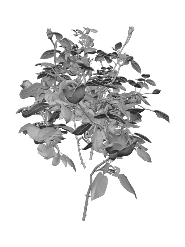 3D model for Sunlit Crimson Rose