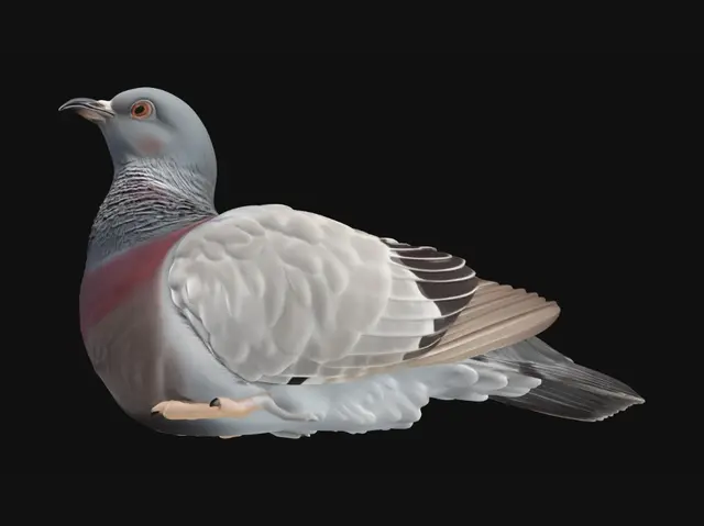 3D model for Erstelle ein druckbares 3D Modell einer normalen Taube, jedoch ein Jungtier. Die Pose liegend. Der Kopf leicht nach rechts oben. Realistische Textur des Federkleids.