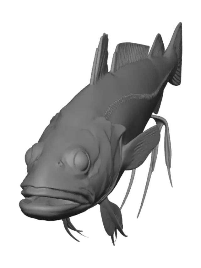 3D model for Phantom Cod