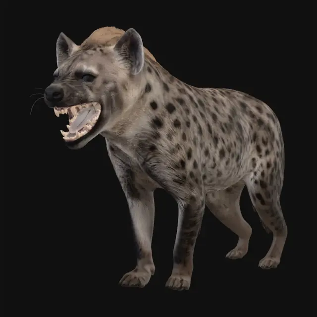 3D model for Hyena at Sunset