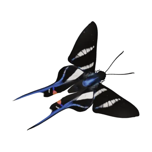 3D model for Blue-striped Swallowtail on a rocky surface
