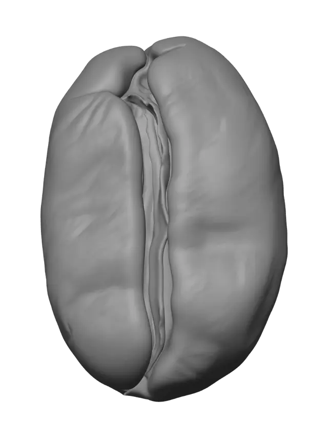 3D model for Roasted Coffee Bean