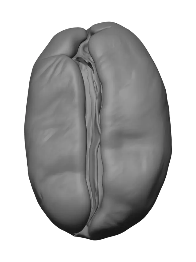 3D model for Roasted Coffee Bean