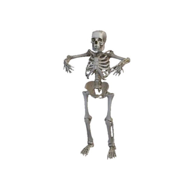3D model for Un crâne humain en haute définition style réaliste