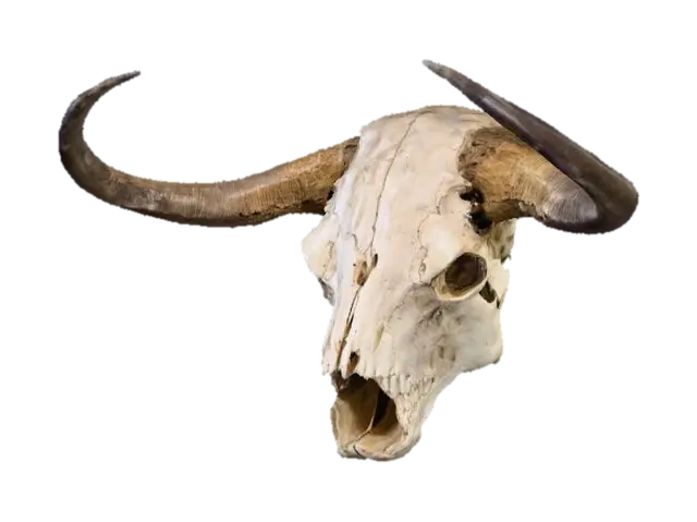 Bison Skull Majesty - Bull 3D model, vytvořený pomocí AI