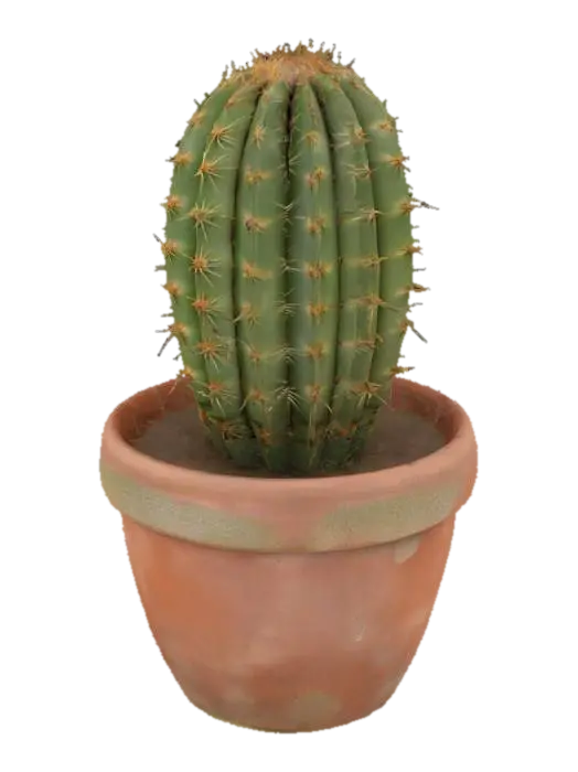 3D model for Cactus in a Clay Pot