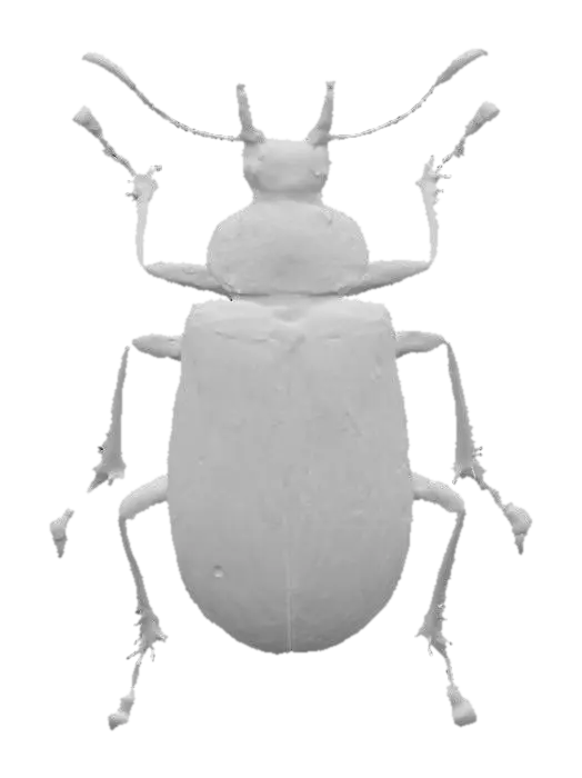3D model for Emerald Jewel Beetle
